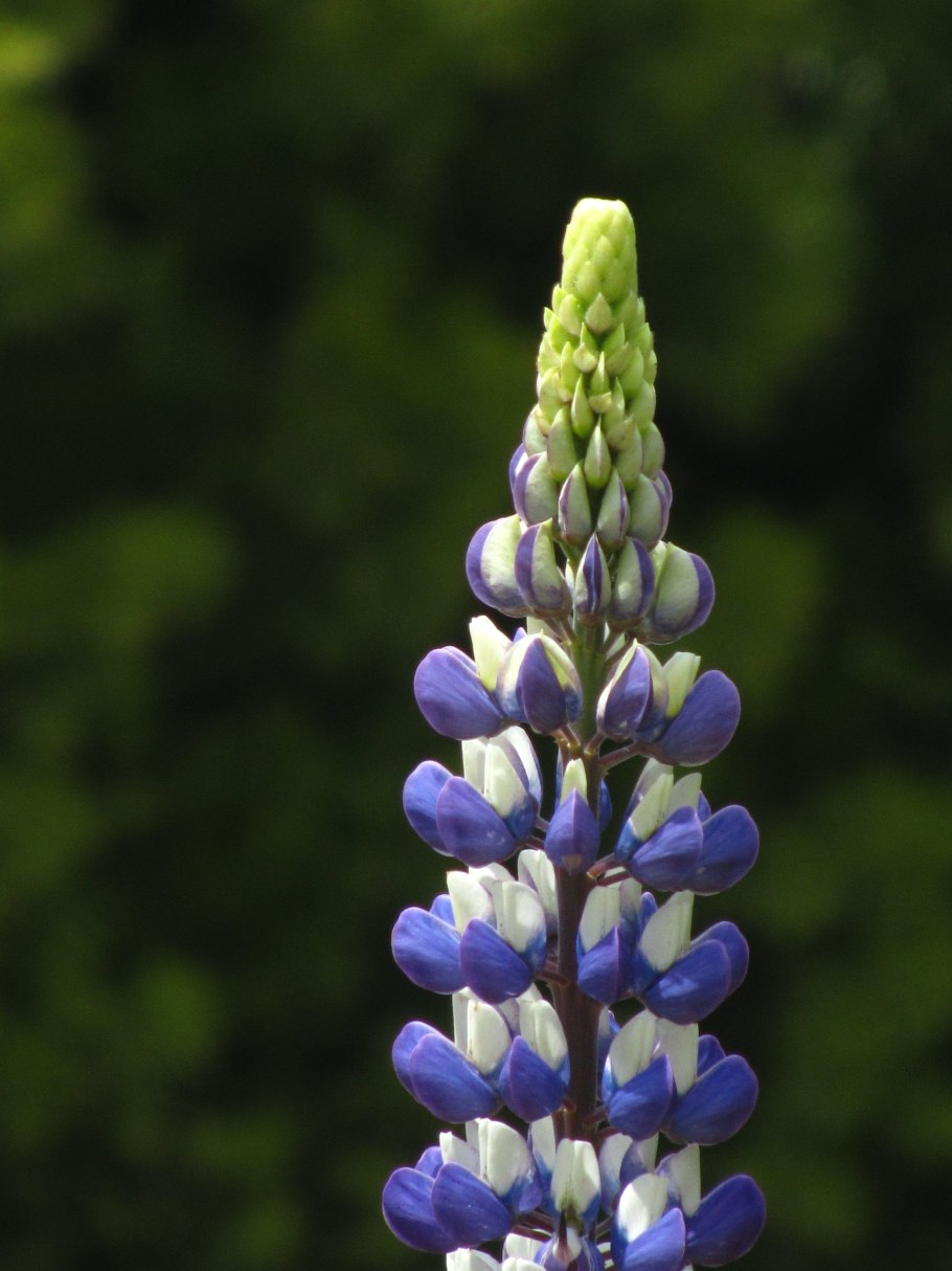 Люпин зе говернер