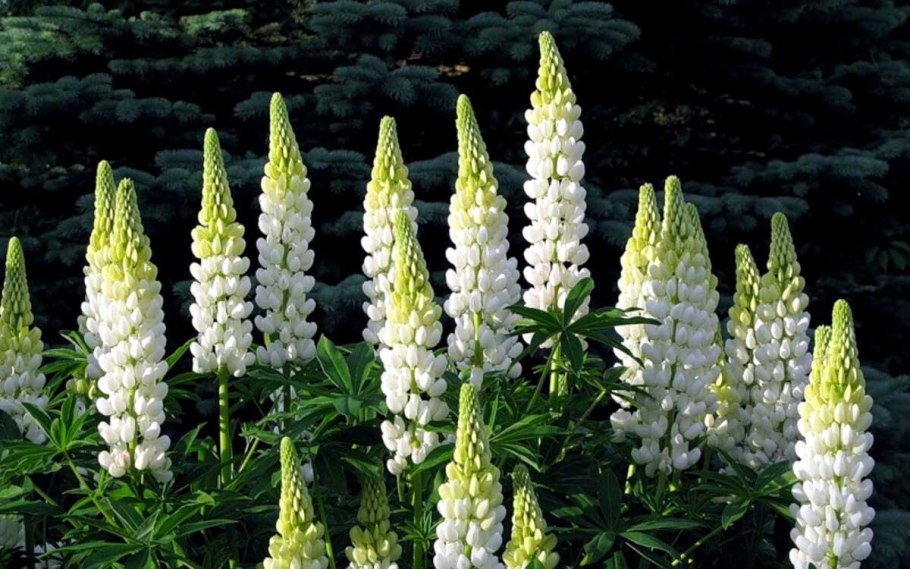 Сидерат люпин белозерный