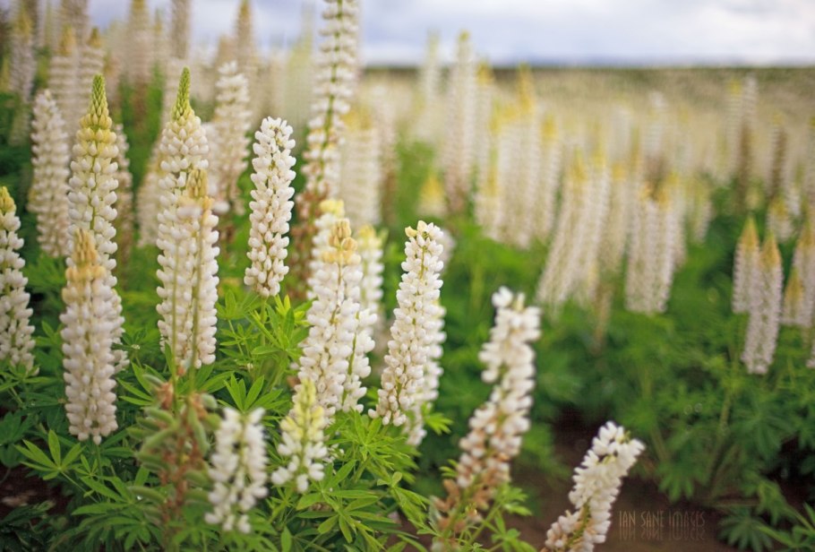 Люпин белый букет