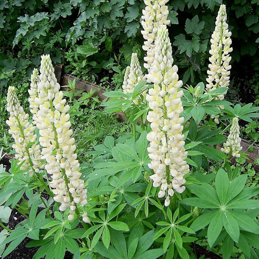 Безалкалоидный Люпин