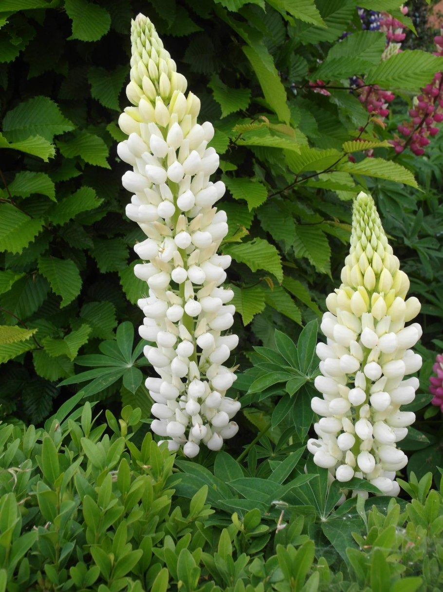 Люпин Блу Вайт