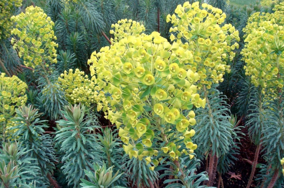 Euphorbia characias subsp wulfenii
