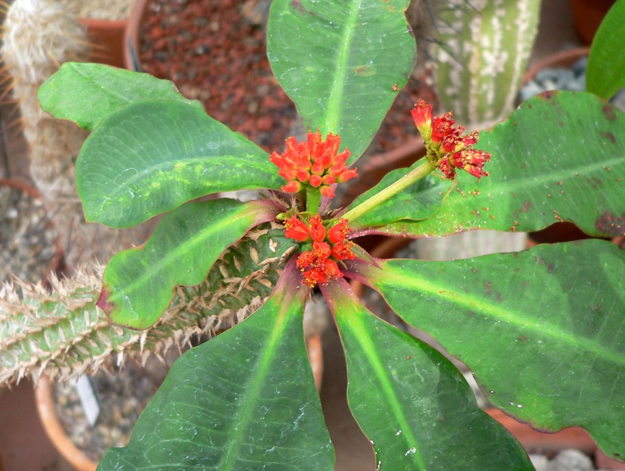 Молочай беложильчатый euphorbia leuconeura