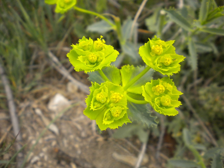 Euphorbia tulearensis