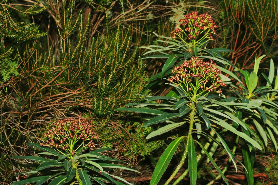 Молочай многогранный Euphorbia polygona