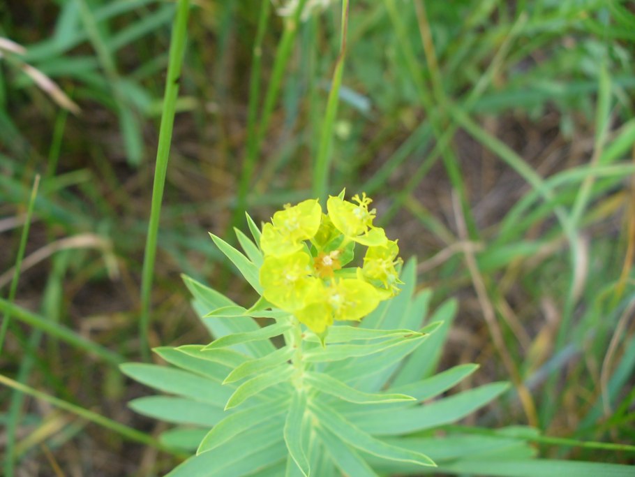 Молочай дикий полевой