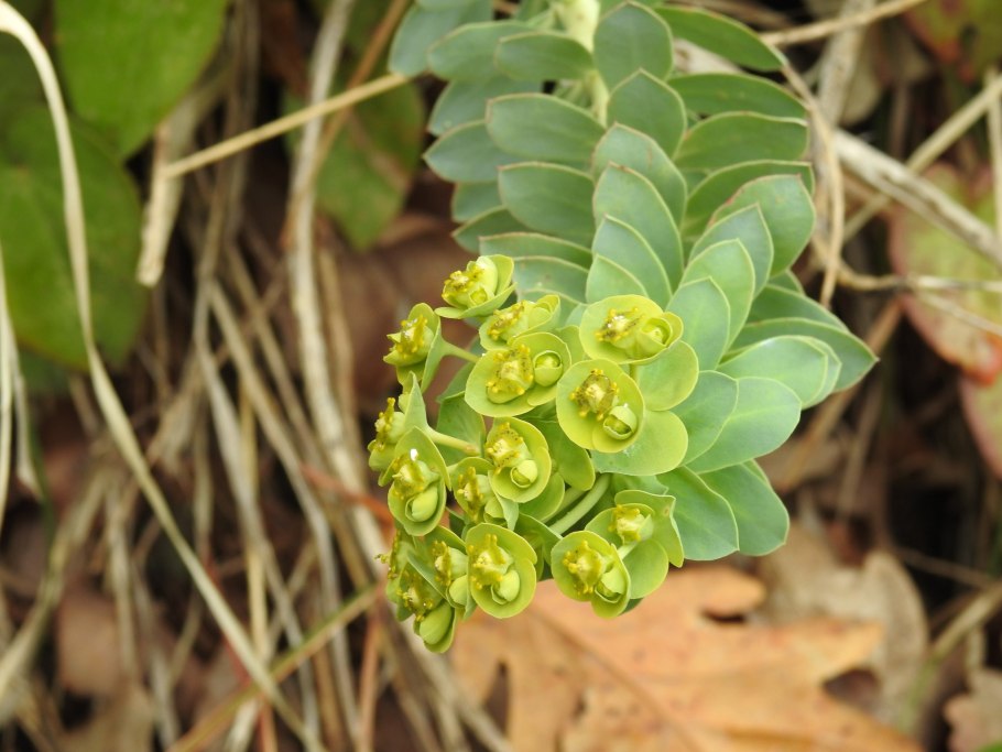 Молочай канарский