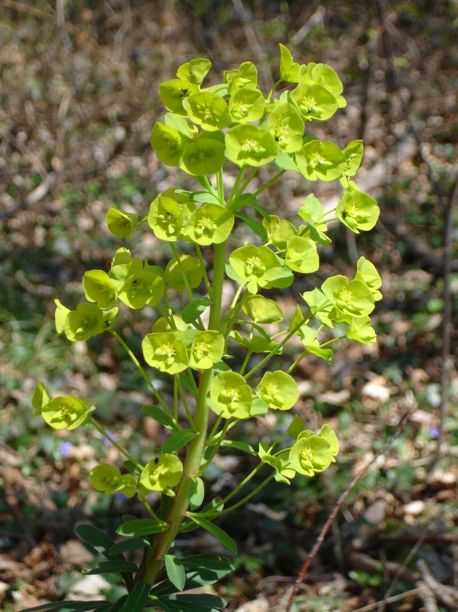 Euphorbia amygdaloides var robbiae