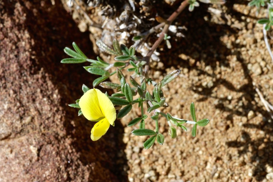 Морской фенхель