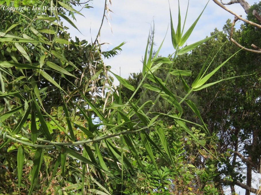 Thysanolaena latifolia
