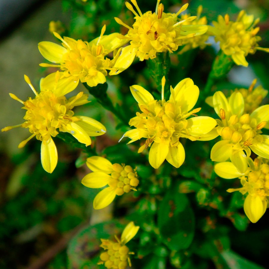Золотарник обыкновенный solidago virgaurea