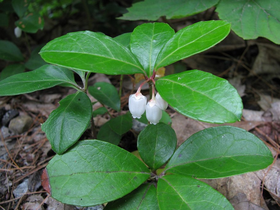 Грушанка gaultheria procumbens