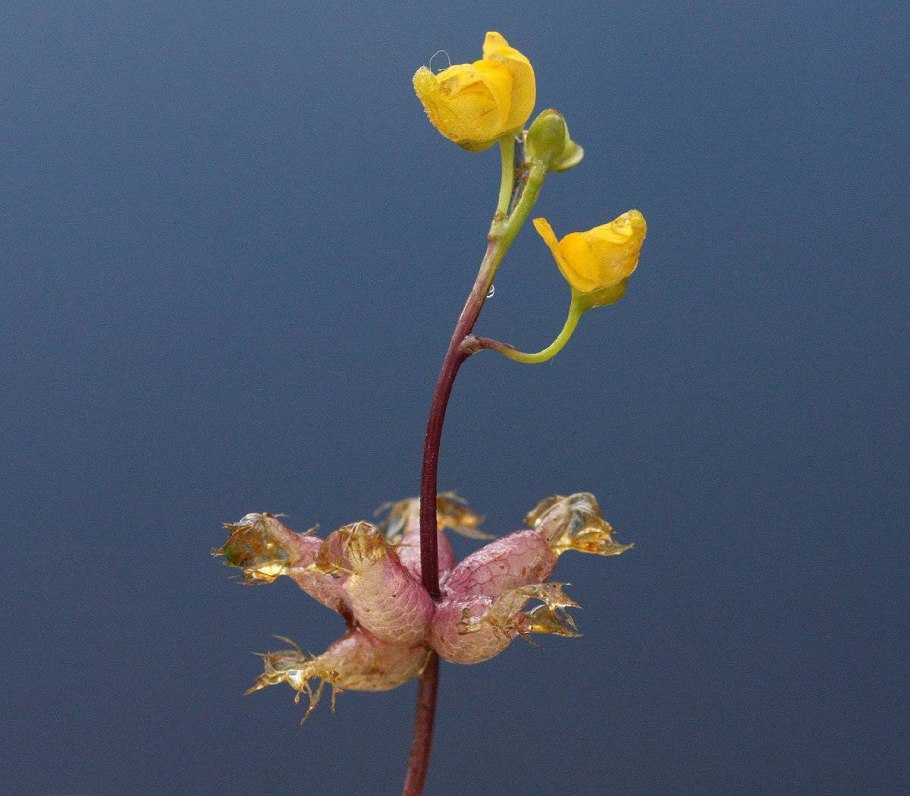 Альдрованда пузырчатая (Aldrovanda vesiculosa)