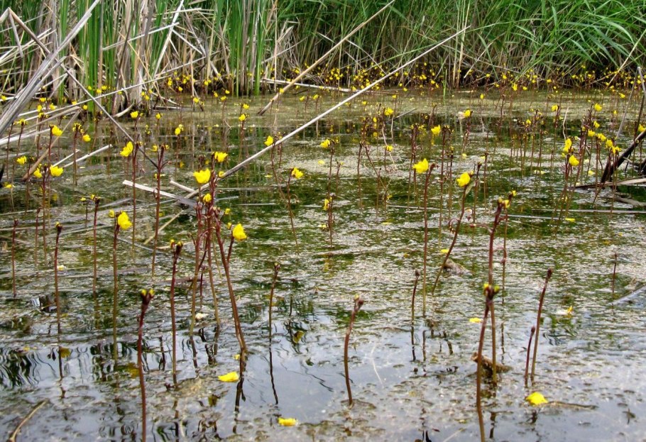 Ophiomyxa Australis