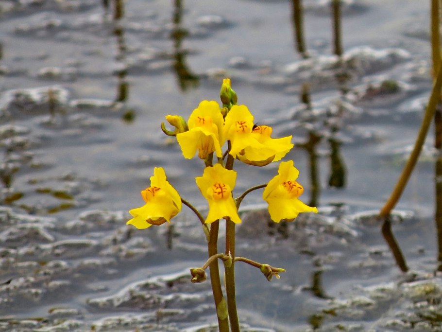 Utricularia Gibba