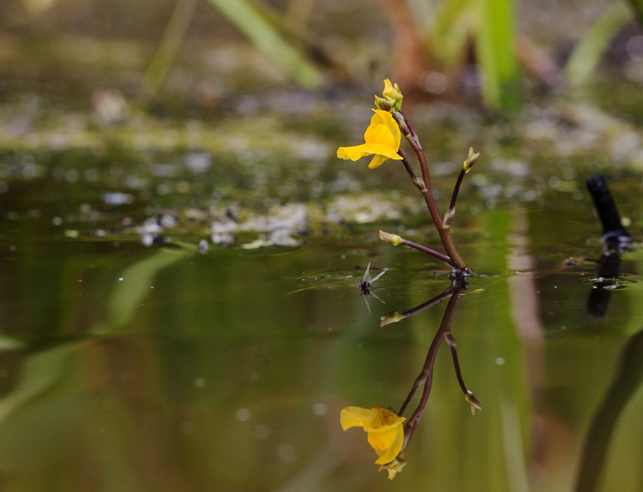 Пузырчатка (Utricularia)