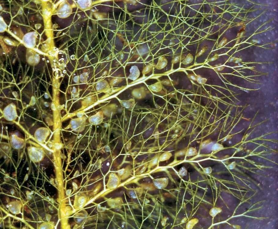 Utricularia cymbantha