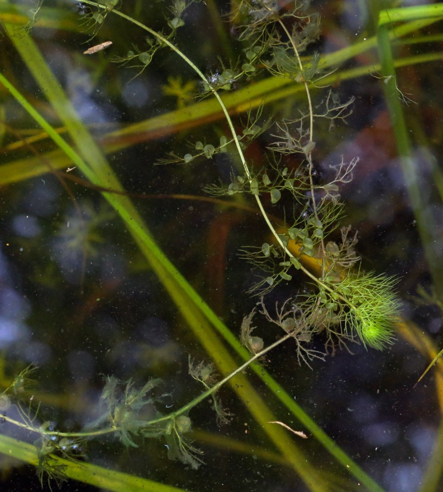 Утрикулярия граминифолия Utricularia graminifolia