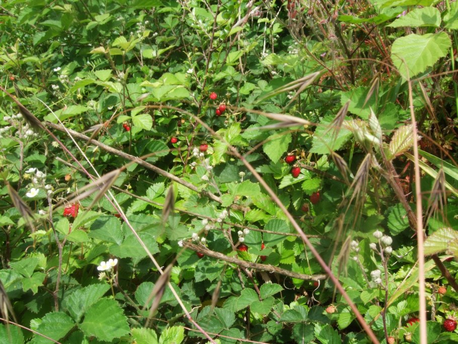 Клубника Витязь