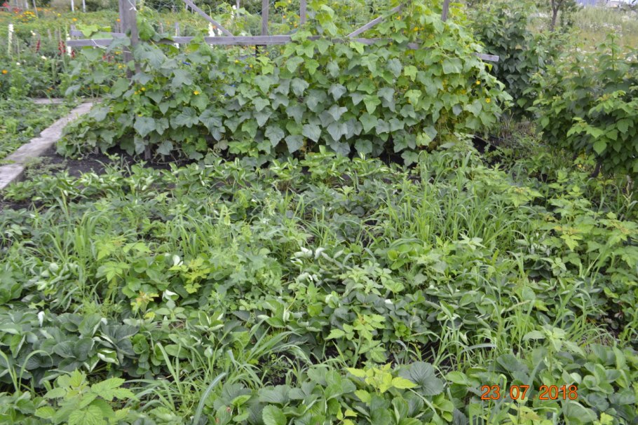 Земляника Лесная кустик