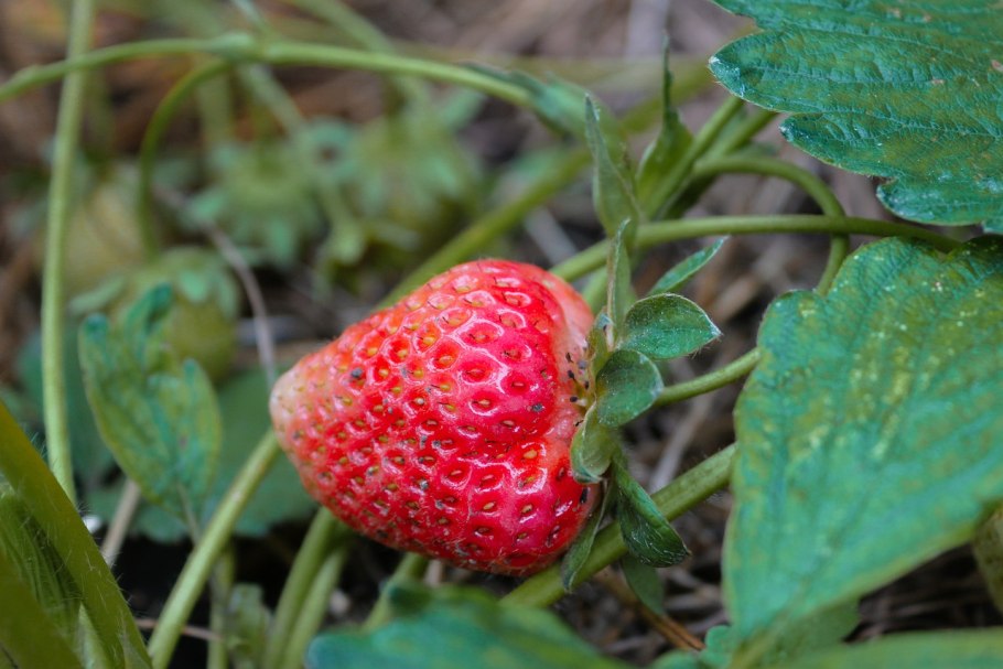 Тоби Рэд земляника Лесная