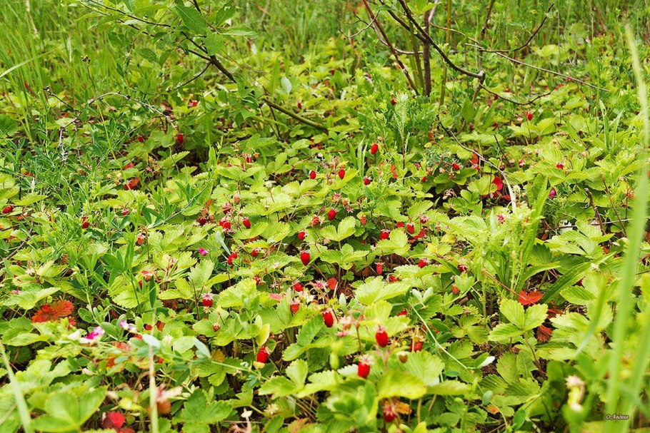 Лесная малина и земляника