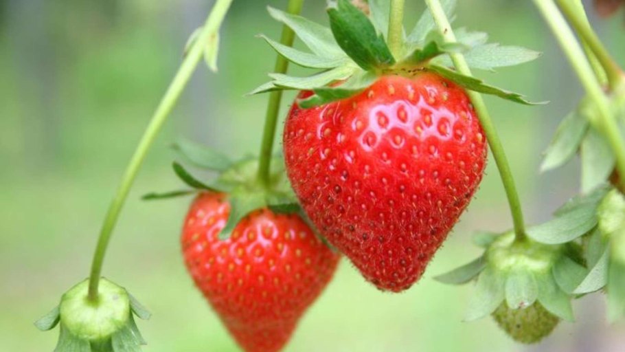 Everbearing strawberries