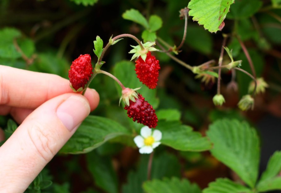 Fragaria elatior