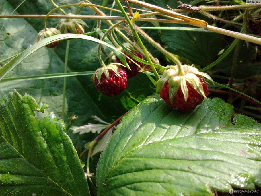 Ежевика Живая изгородь