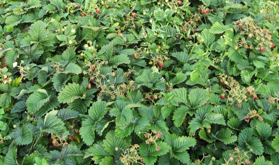 Ракша Земляничная Поляна