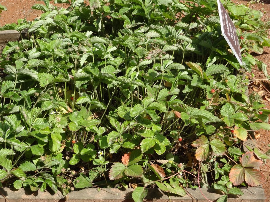 Грядки для клубники