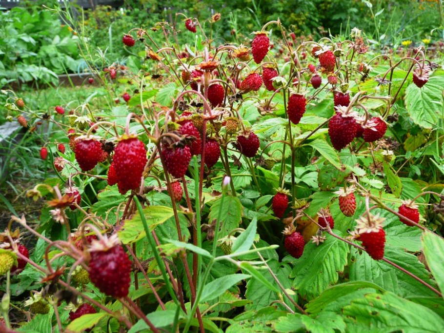 Холидей Fragaria vesca