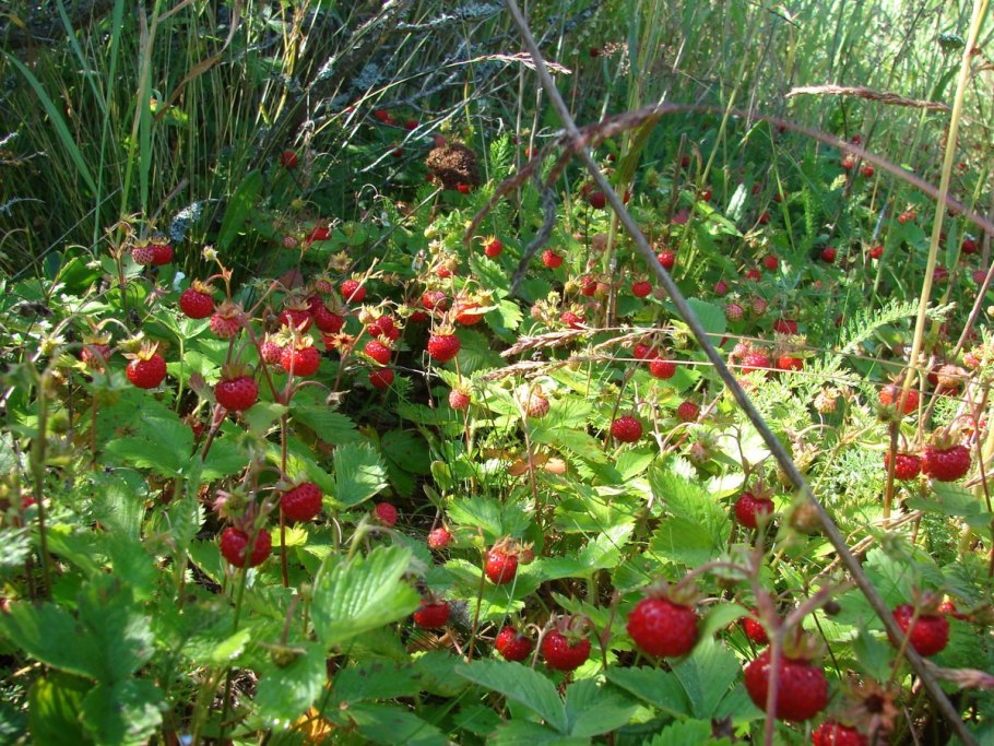 Лесная Земляничная Поляна