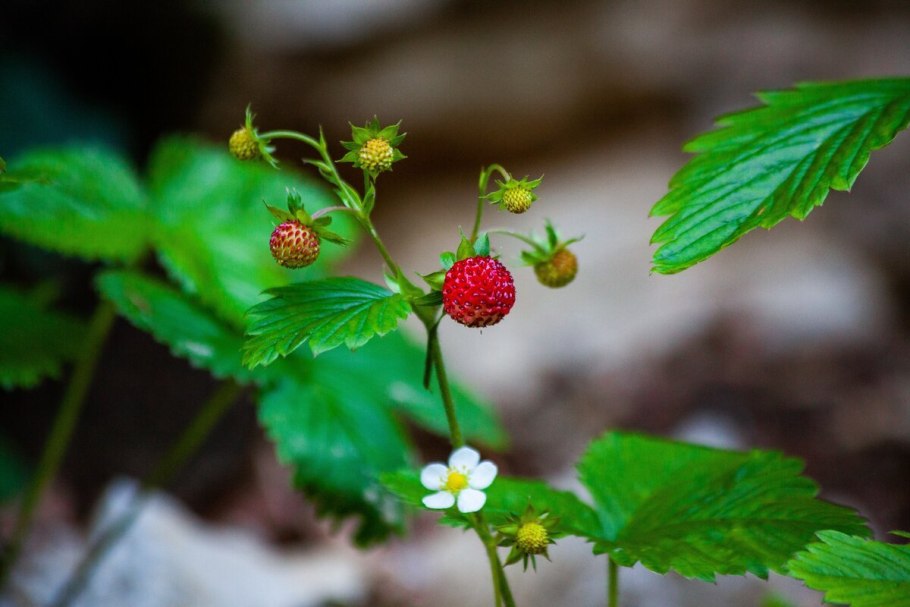 Земляника Лесная ремонтантная