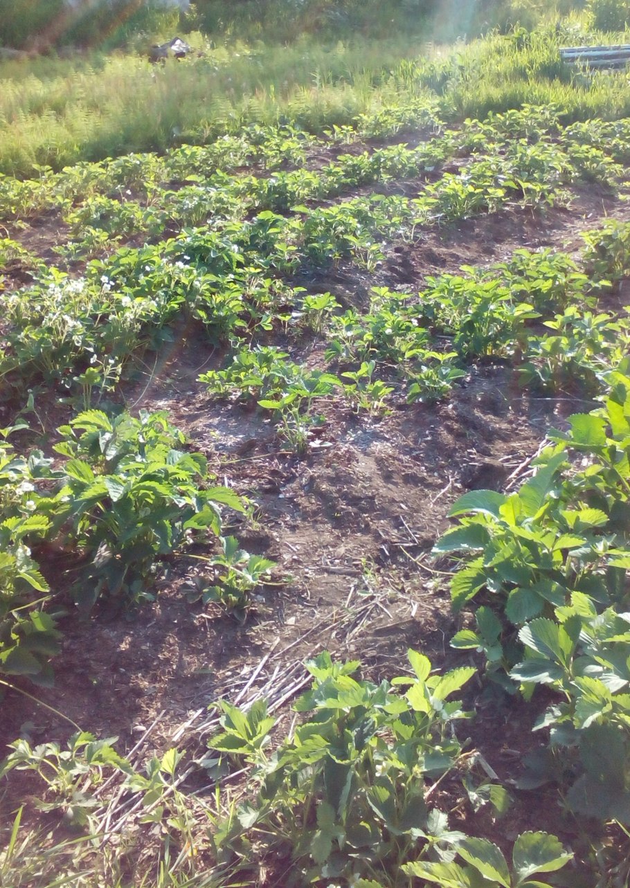 Земляника мелкоплодная на грядках