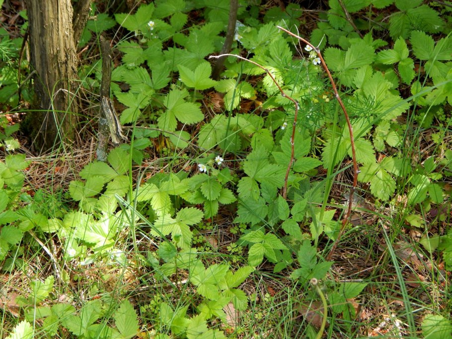 Земляника осенняя