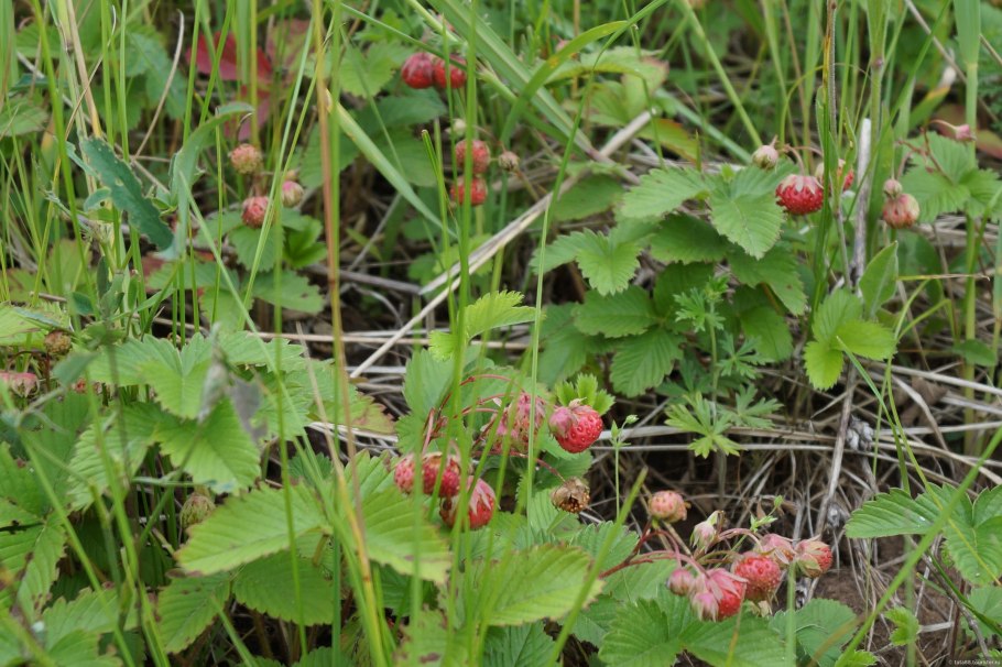 Заросли земляники