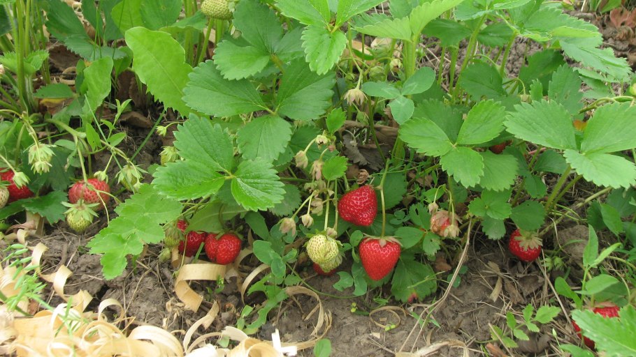 Земляника Тянь Шаньская Дальневосточная