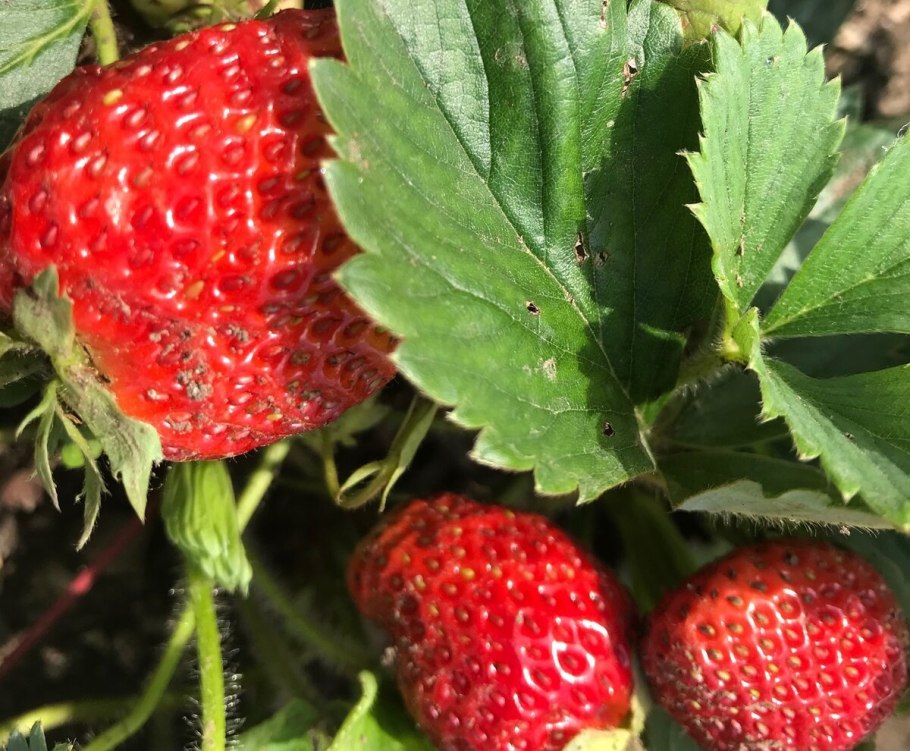 Клубника сорт