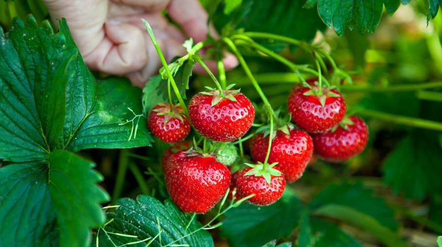 Заросшие грядки