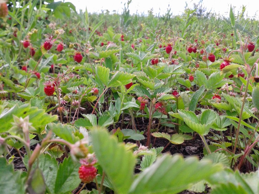 Индийская земляника дюшенея