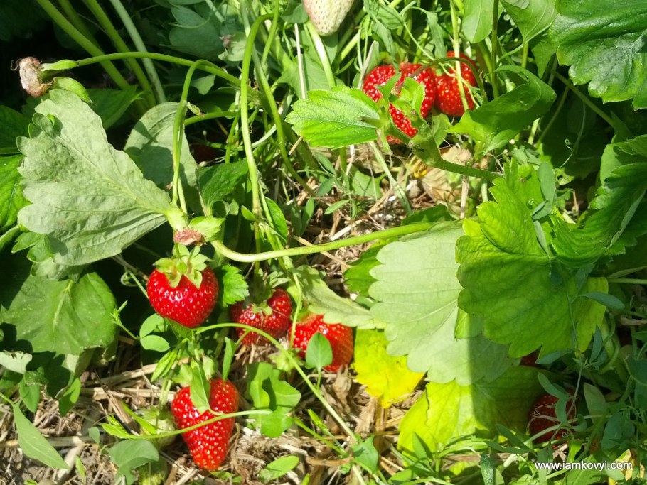 Заросли красной смородины на реке