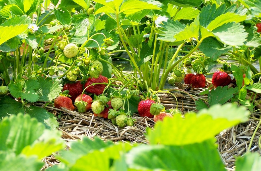 Земляника садовая плантация
