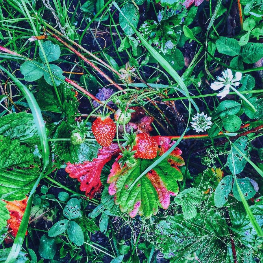 Сибирская земляника Лесная