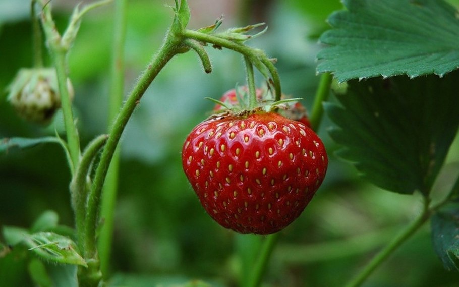 Ягодное поле