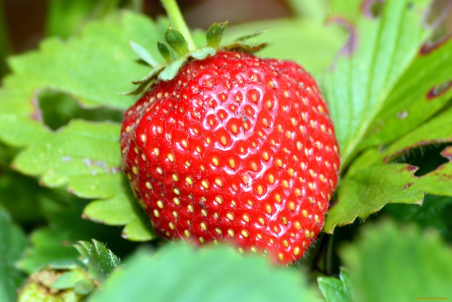 Ягода виктория ремонтантная