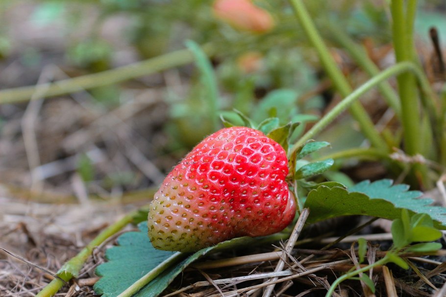 Земляника Садовая в поле