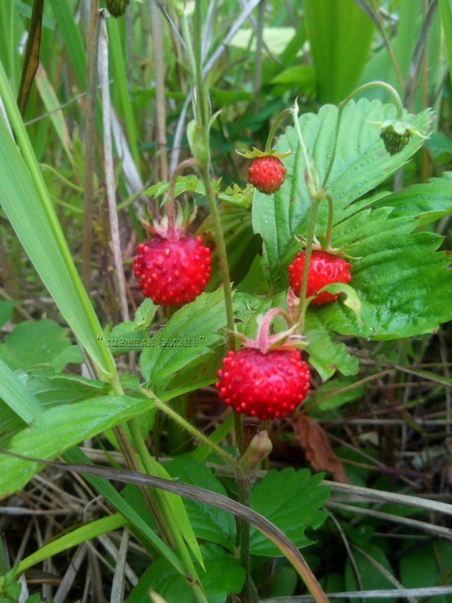 Клубника с квадратными ягодами