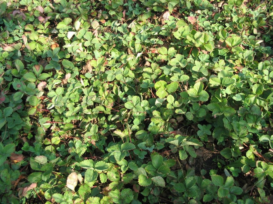 Земляника Земляничная Поляна