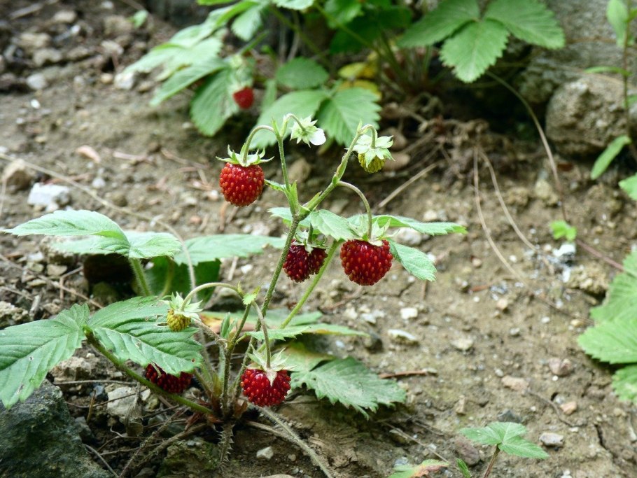 Малина обыкновенная (Rubus idaeus)
